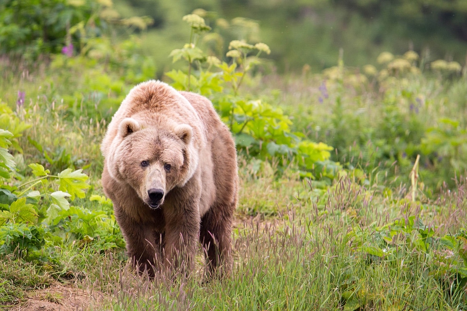 Bear brown brown bear