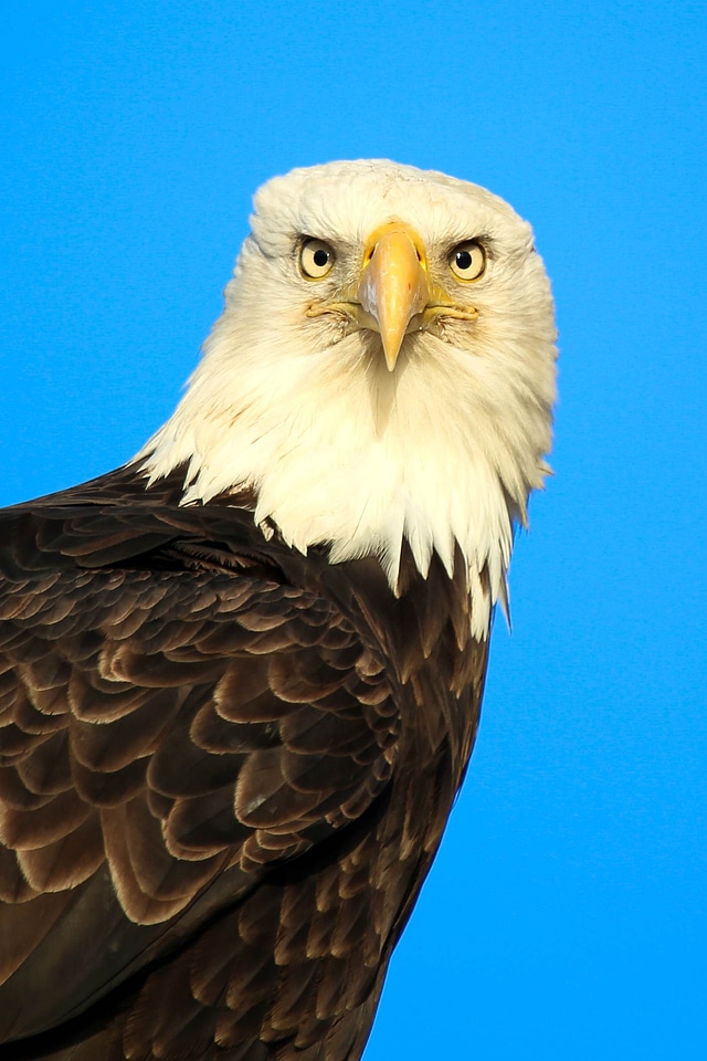 Bald Eagle bird close