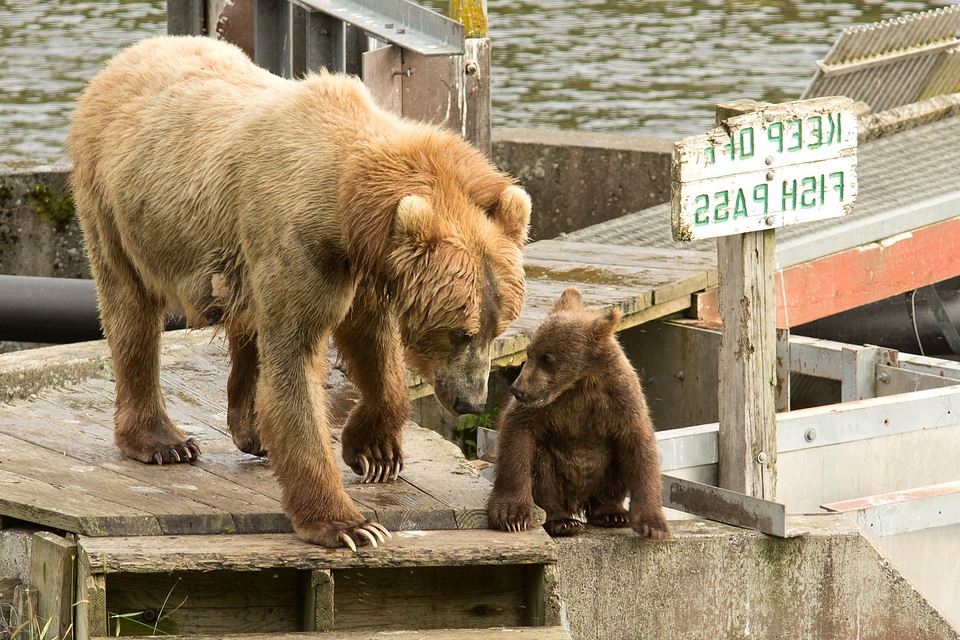 Animal bear brown
