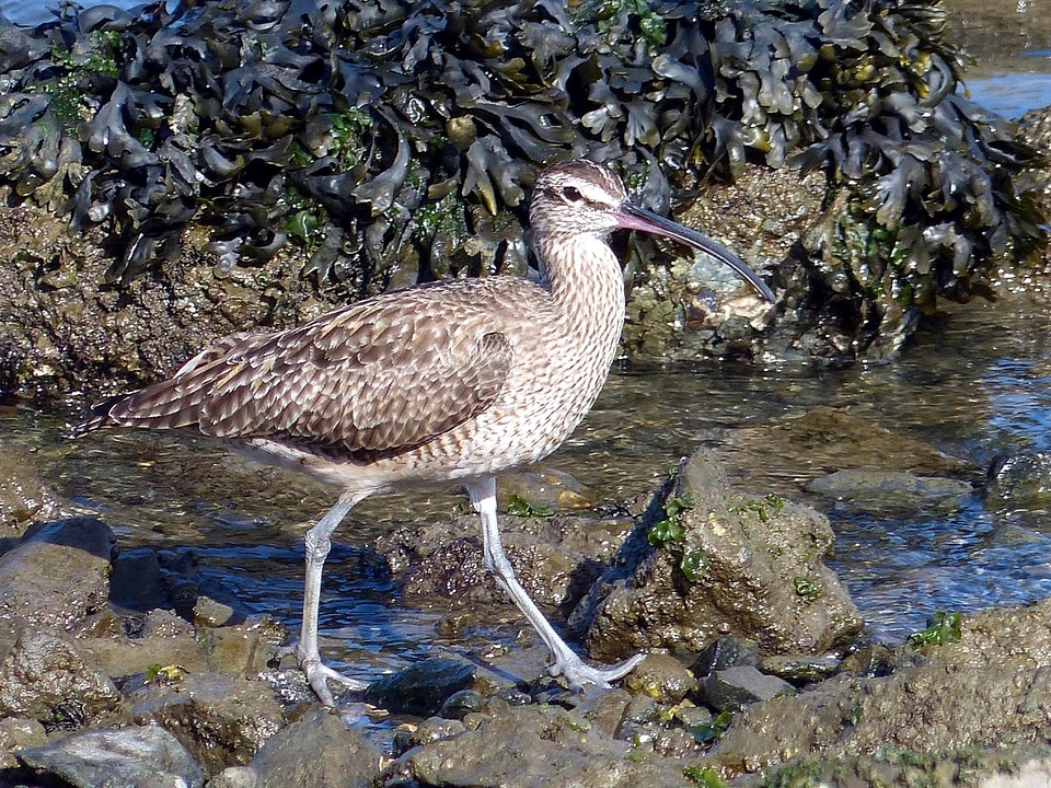 Bird rocks shoreline