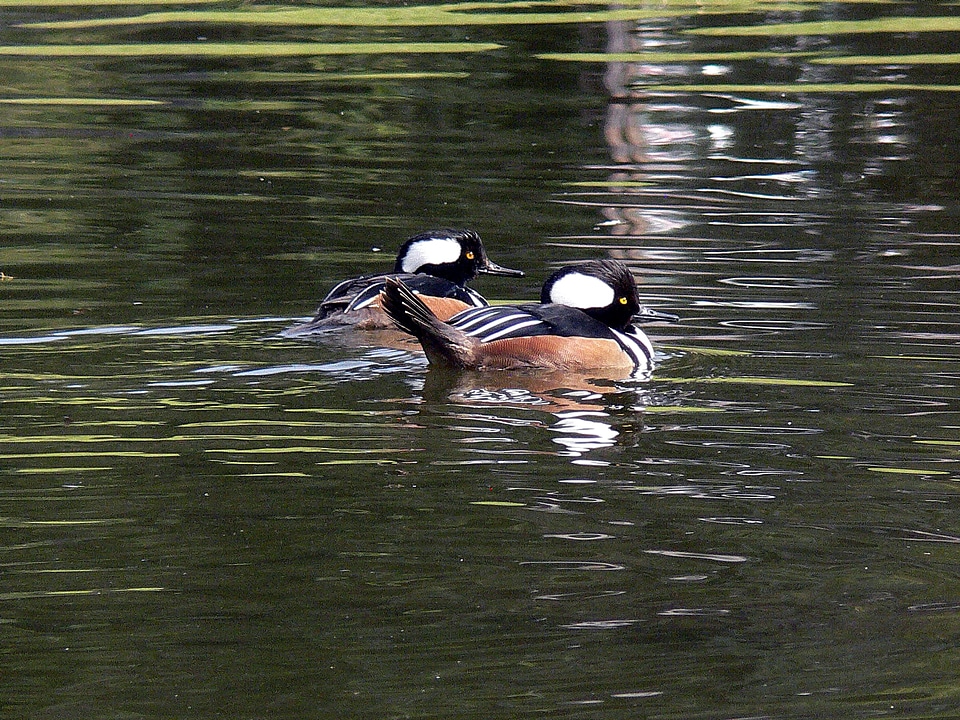 Aquatic Bird bird duck