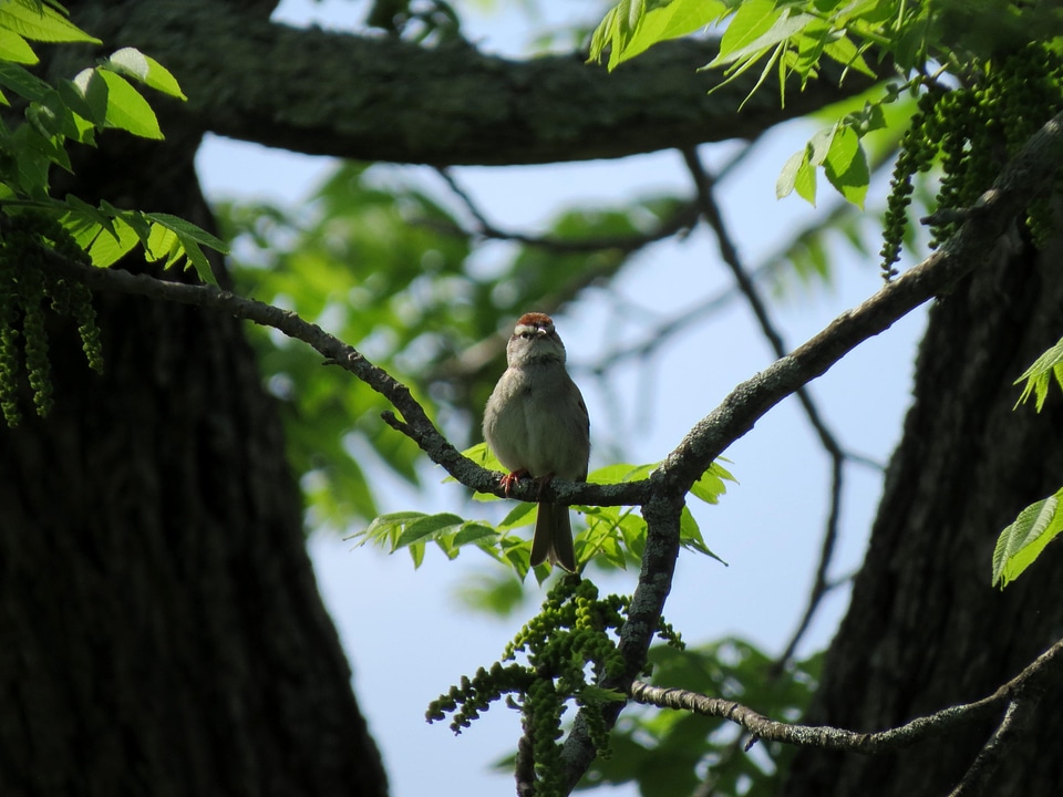 Bird close sparrow