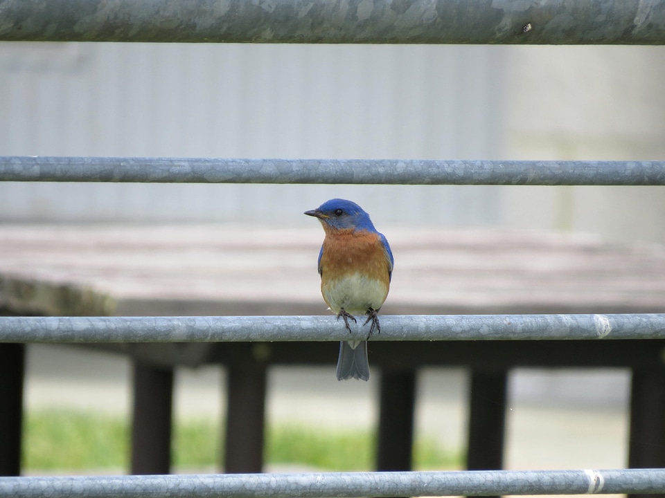 Bird cute Sialia mexicana