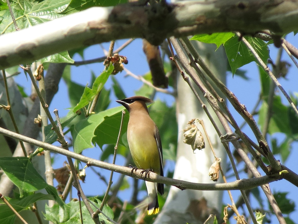 Bird Bombycilla cedrorum Bombycilla garrulus