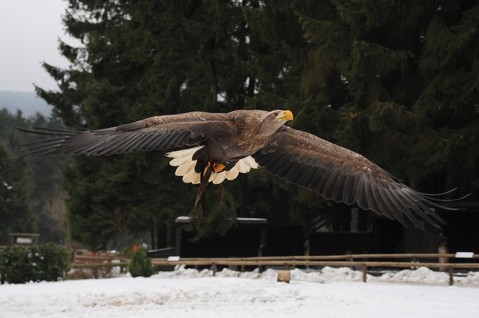 Flying freedom bird