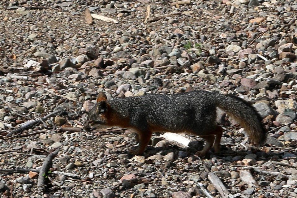 Animal island mammal