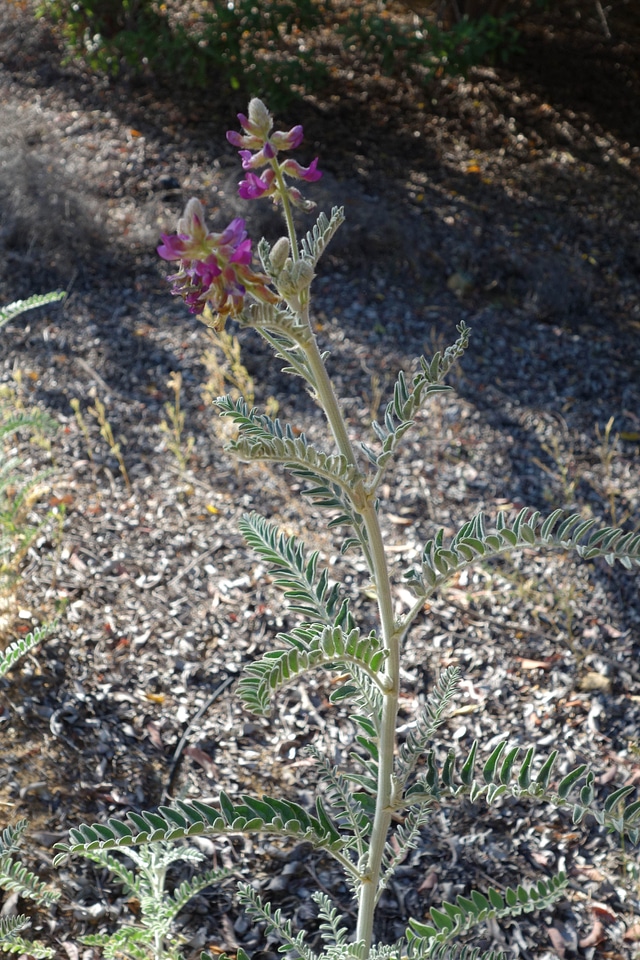 Blossoming milk milk vetch