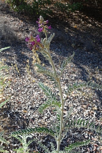 Blossoming milk milk vetch