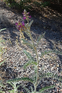 Blossoming milk milk vetch photo