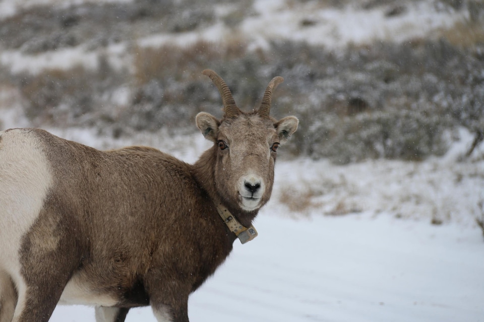 Animal big horn collar