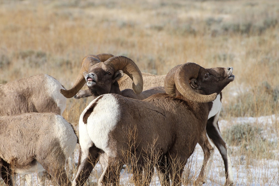 Answer big horn exhibit