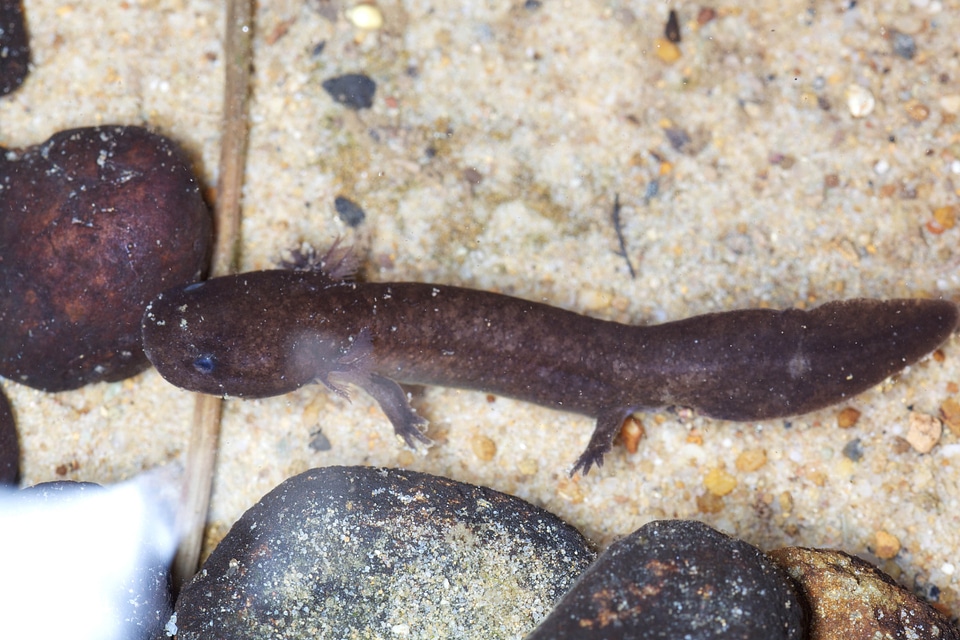 Aquatic Cryptobranchus alleganiensis lizard