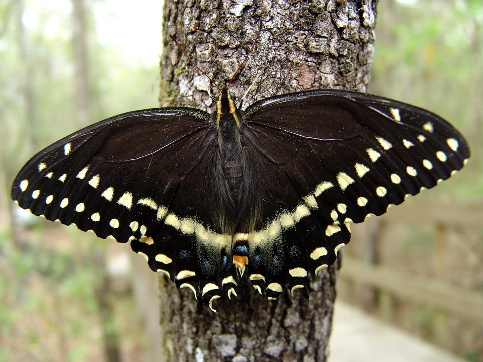 Black And White bug butterfly