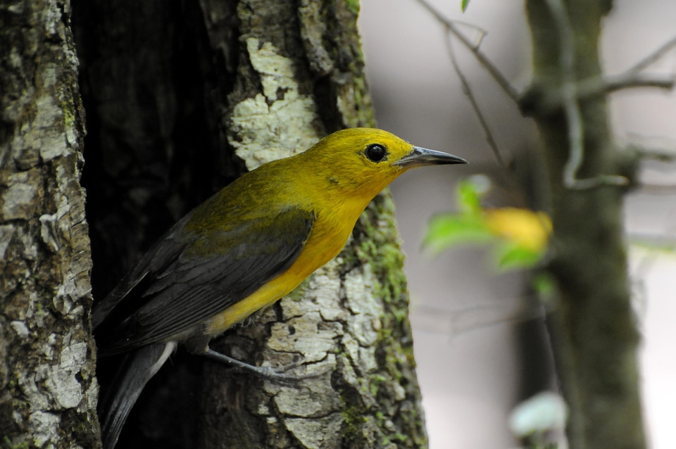 Animal bird forest