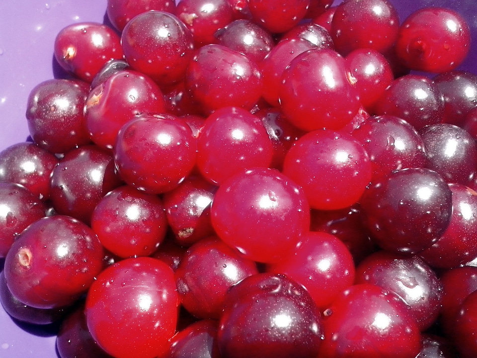 Berries cerise cherries