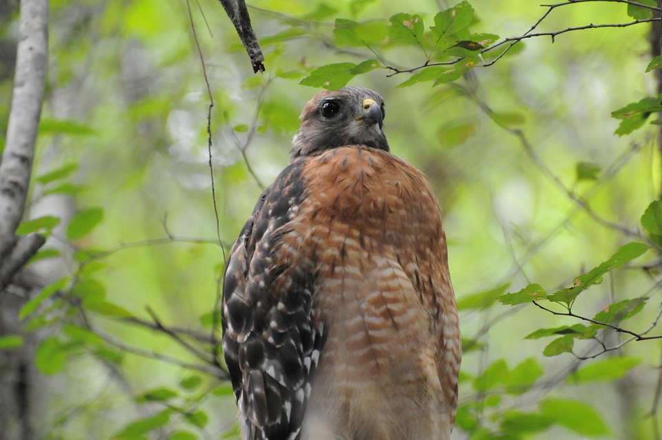 Bird dissemination falcon