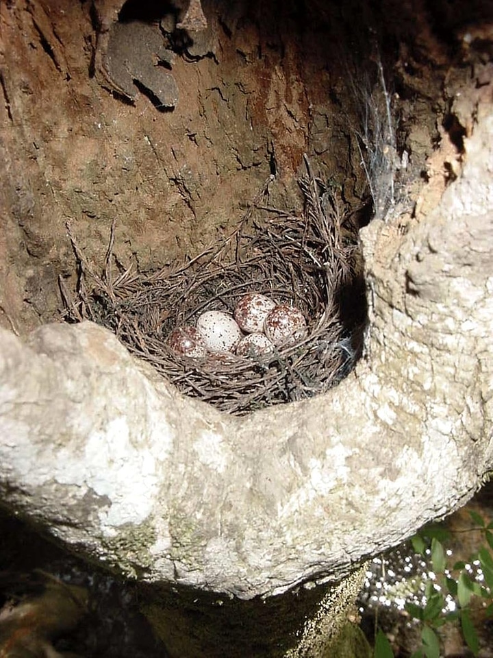 Bird nest Phylloscopus sibilatrix