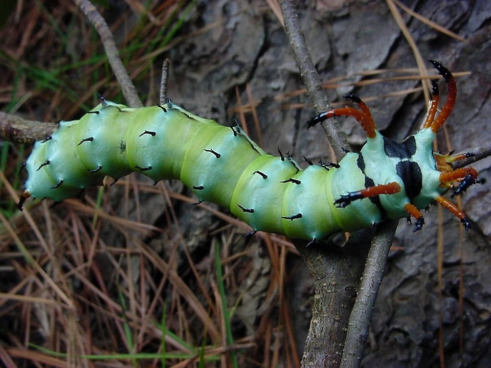 Bug caterpillar moth