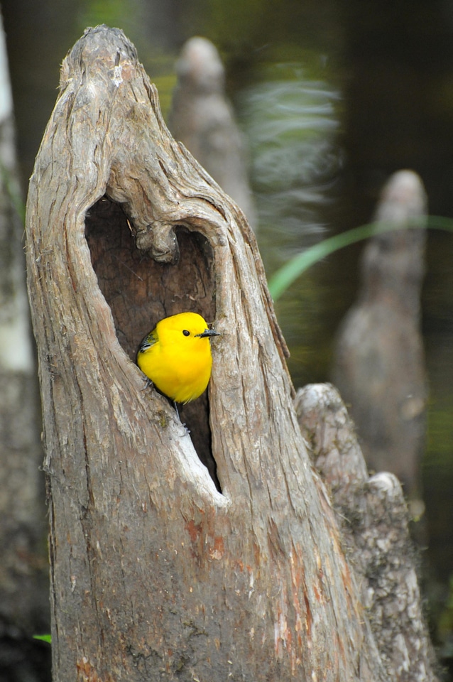 Bird bore heart