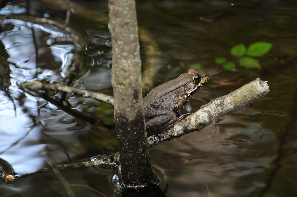 Amphibia amphibian animal