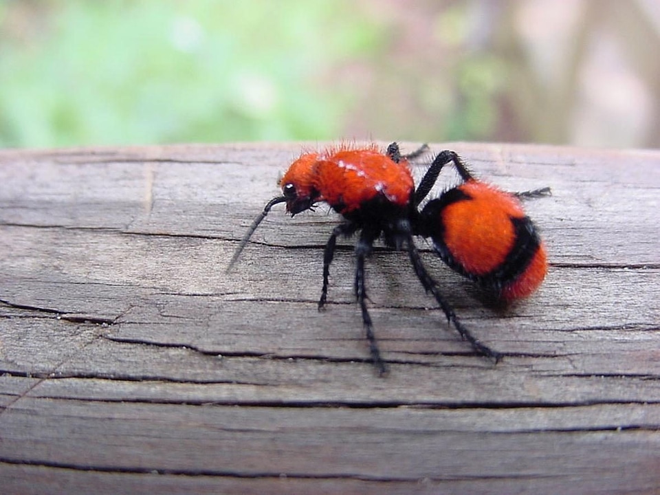 Bug Mutillidae hymenoptera red