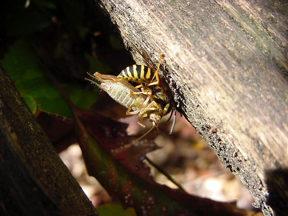 Bug capture jacket