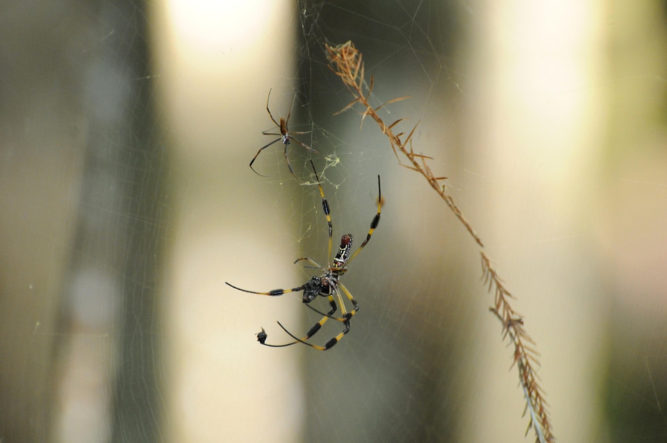 Animal bug spinning