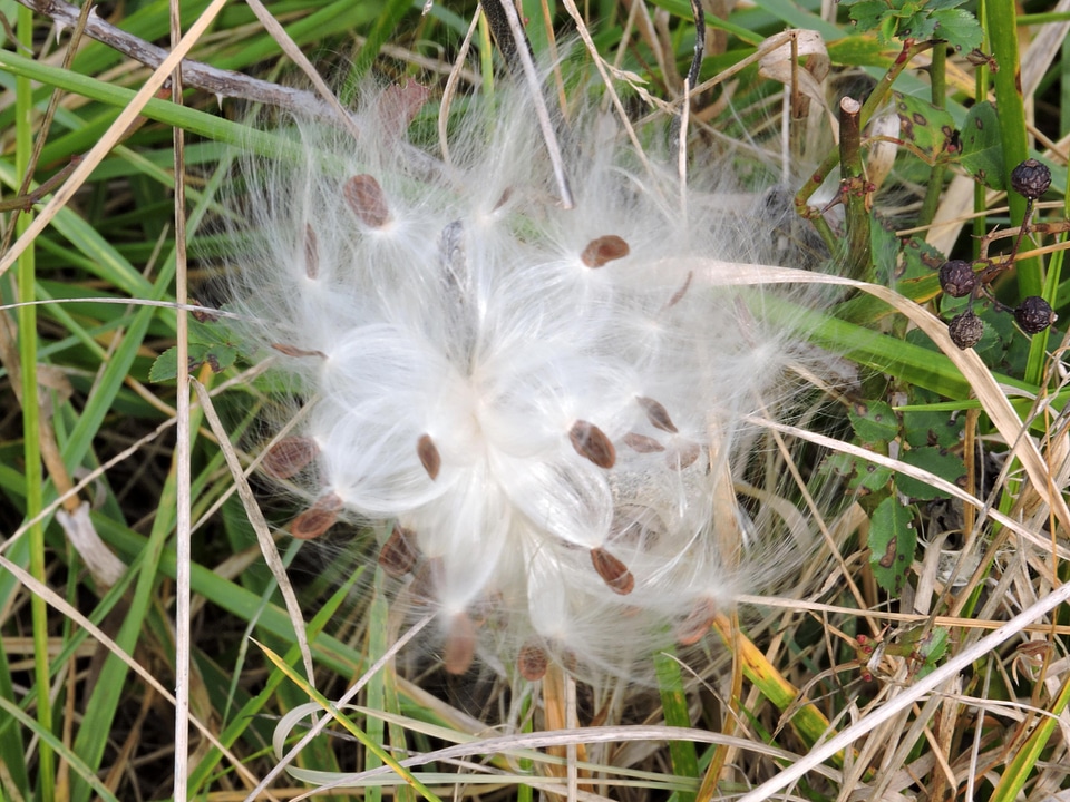 Asclepias Syriaca grass plants wind
