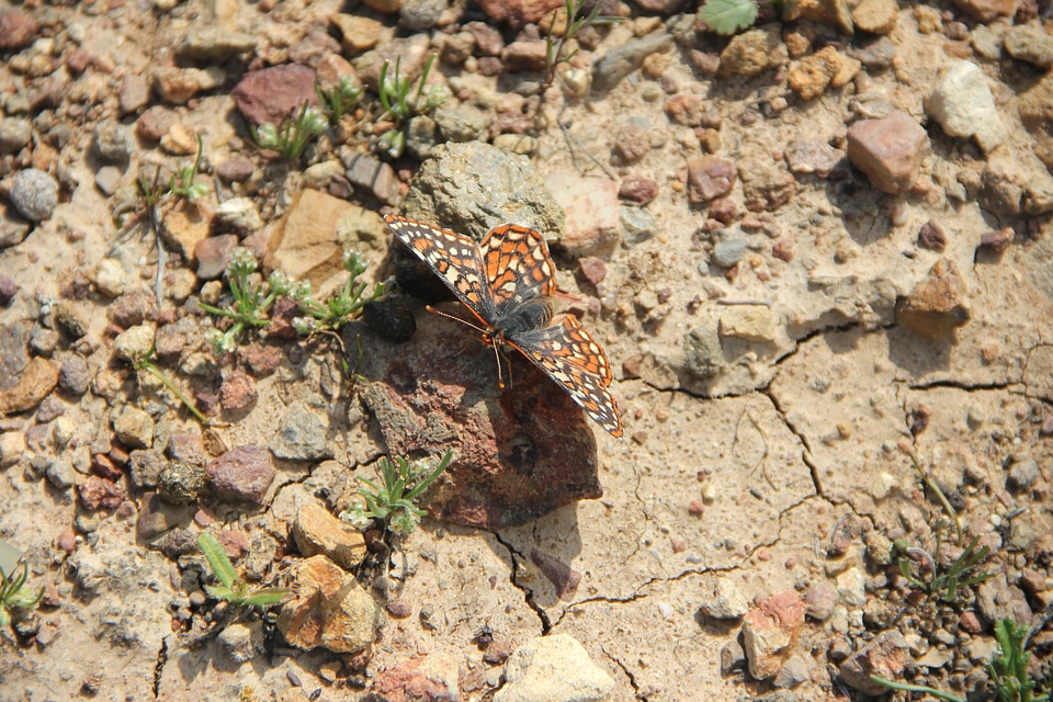 Bug butterfly desert