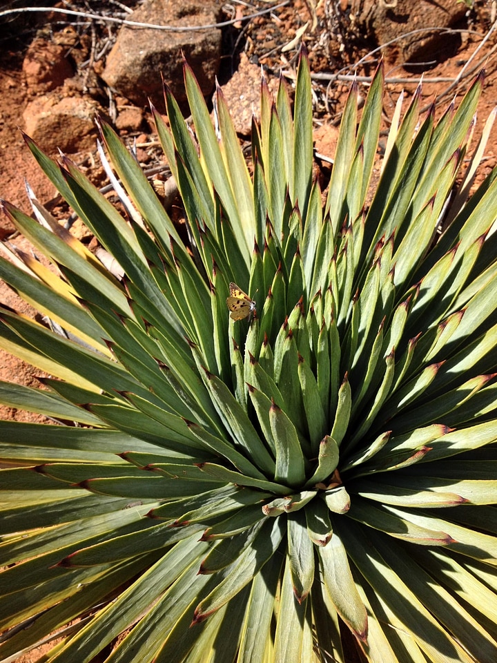 Butterfly cactus copper