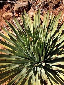 Butterfly cactus copper