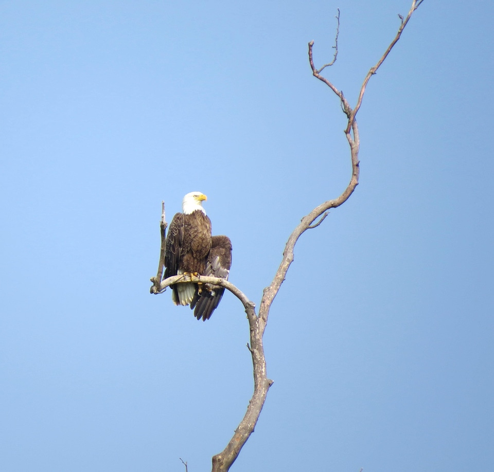 Adult bald eagle bird