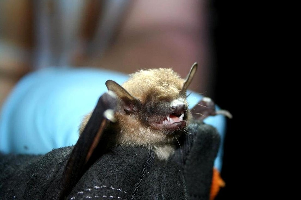 Bat big brown bat brown