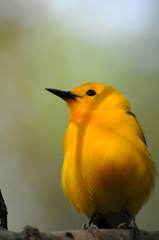 Bird song bird 
