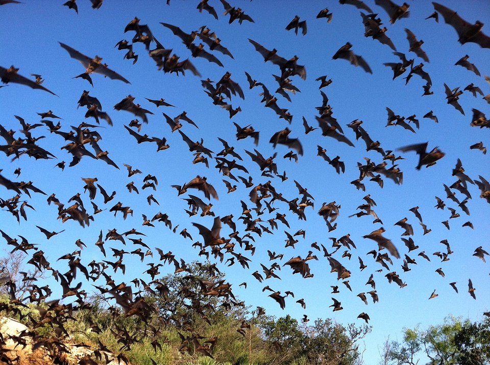 Animal bat mexican