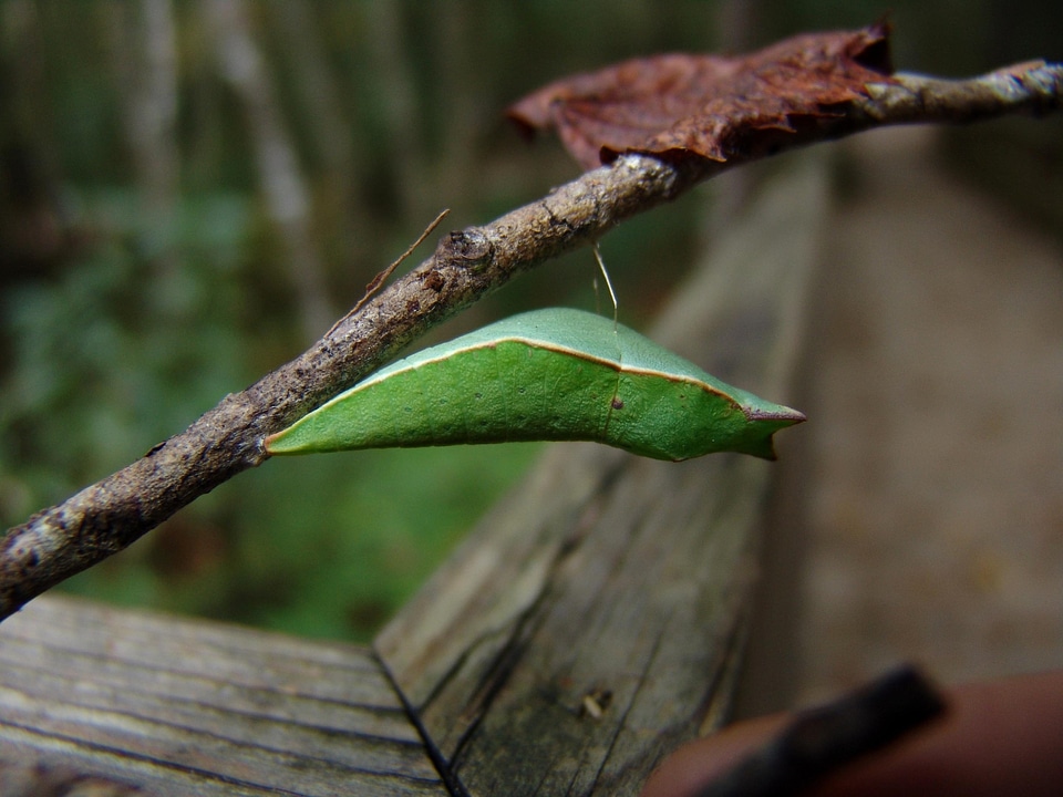 Bug butterfly leaf photo