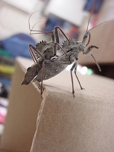 Bug cardboard wheel