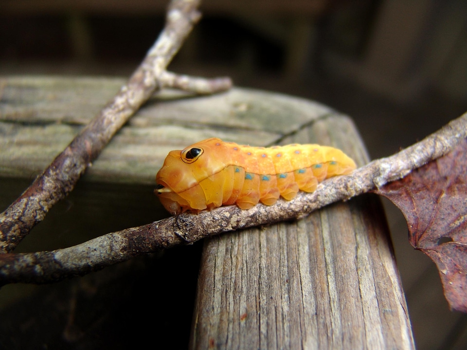 Bouquet bug caterpillar