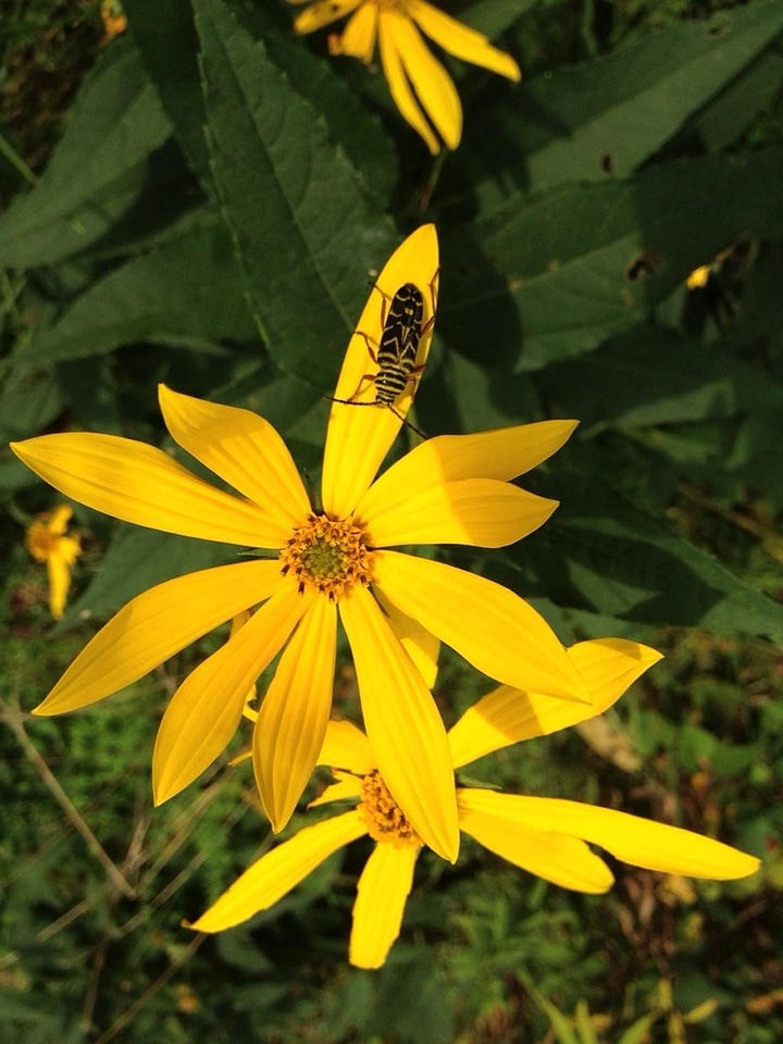 Beetle bug forest