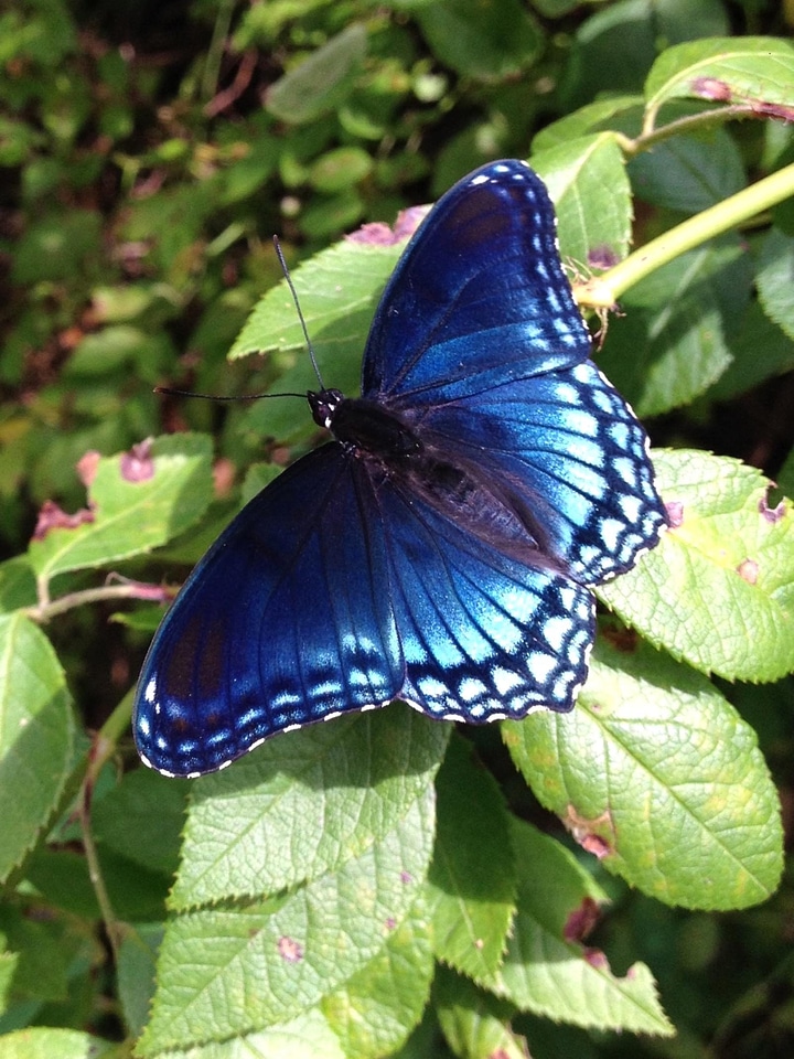 Beautiful butterfly lilac