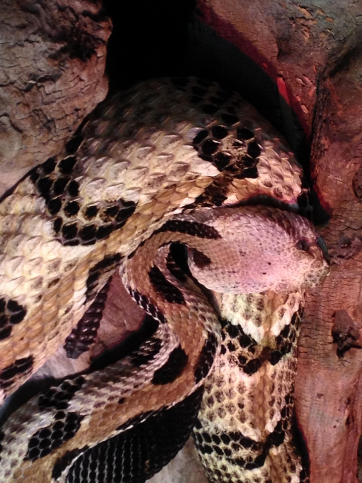 Animal lumber rattlesnake