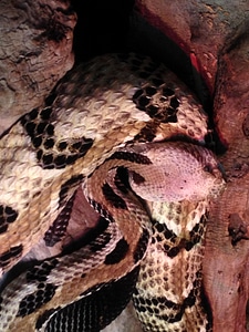 Animal lumber rattlesnake