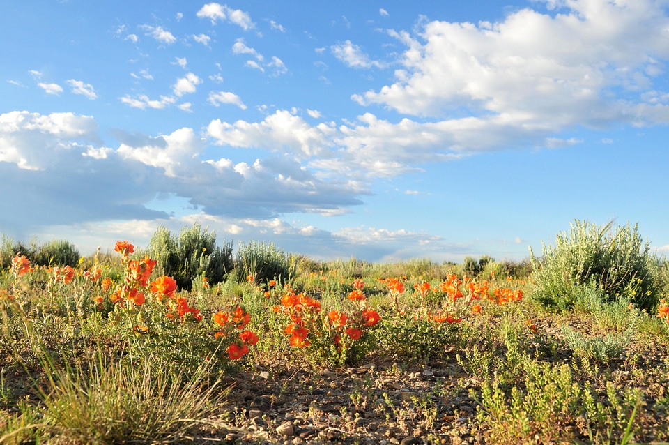 Blossoming desert mexico