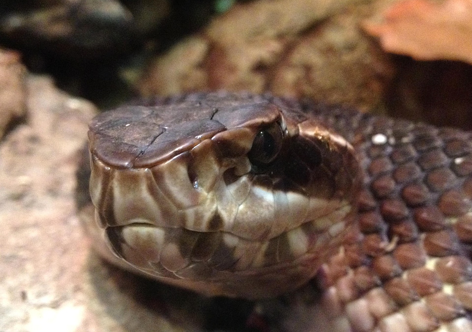 Chief moccasin reptile