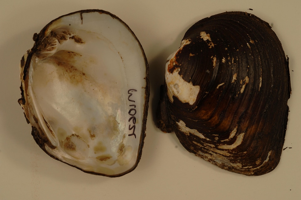 Clam conch freshwater mussel