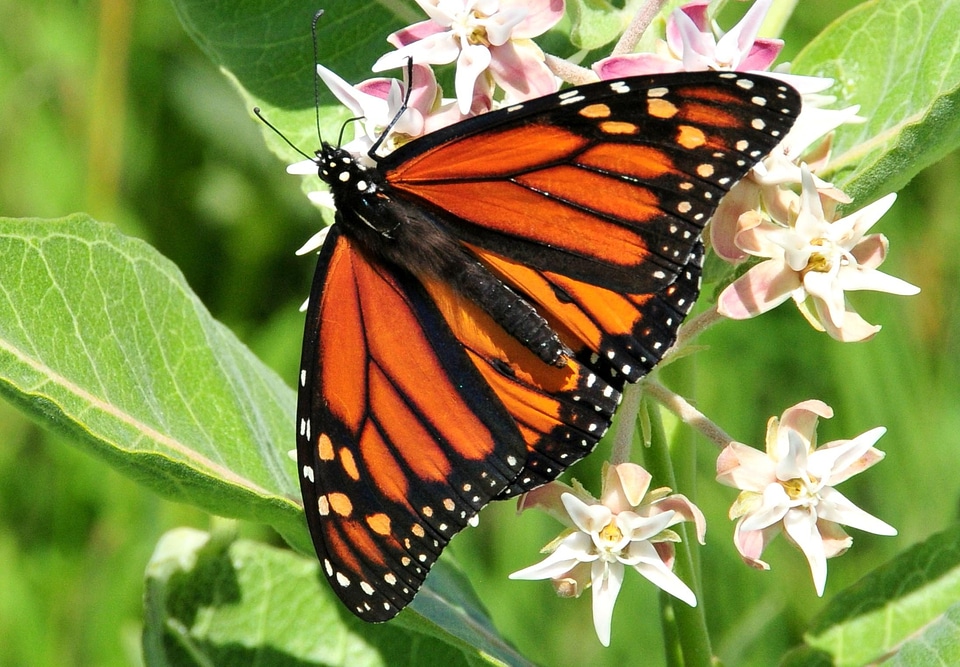Asclepias Speciosa Asclepias syriaca beautiful photo