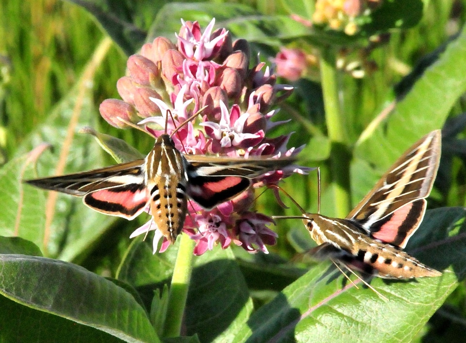 Asclepias Speciosa Asclepias syriaca hummingbird