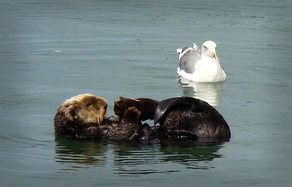 Aquatic Bird mare Myocastor coypus