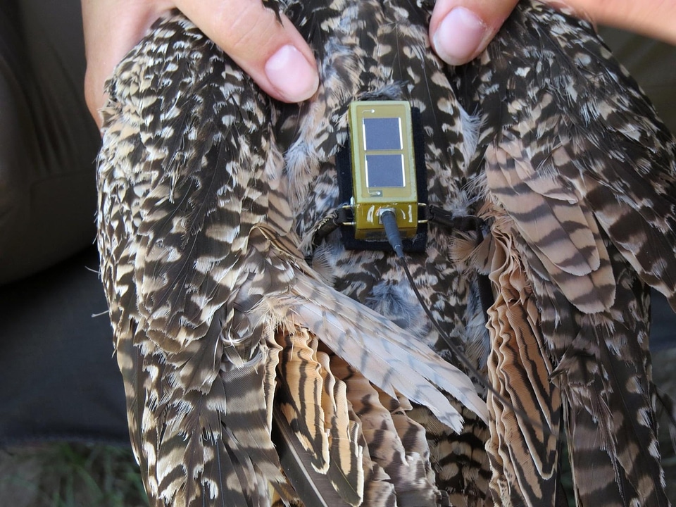Angel biologist curlew