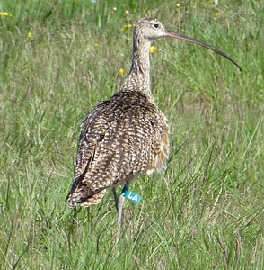 Angel bird curlew